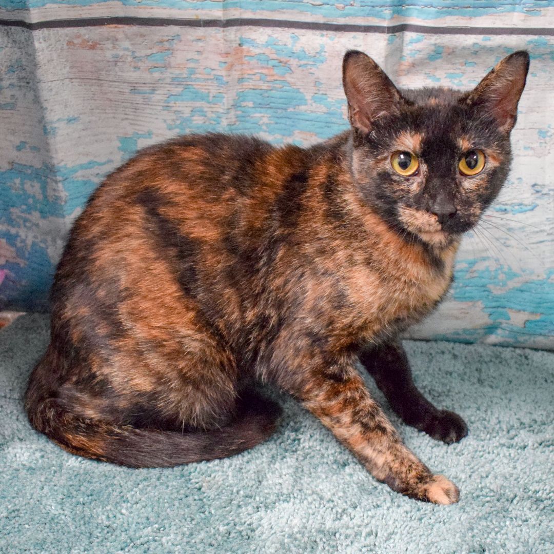 Ellie Mae, an adoptable Tortoiseshell, Domestic Short Hair in Huntley, IL, 60142 | Photo Image 2