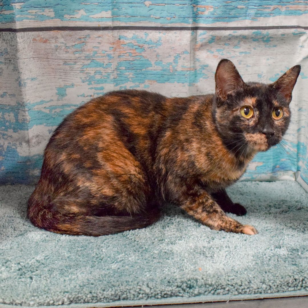 Ellie Mae, an adoptable Tortoiseshell, Domestic Short Hair in Huntley, IL, 60142 | Photo Image 3