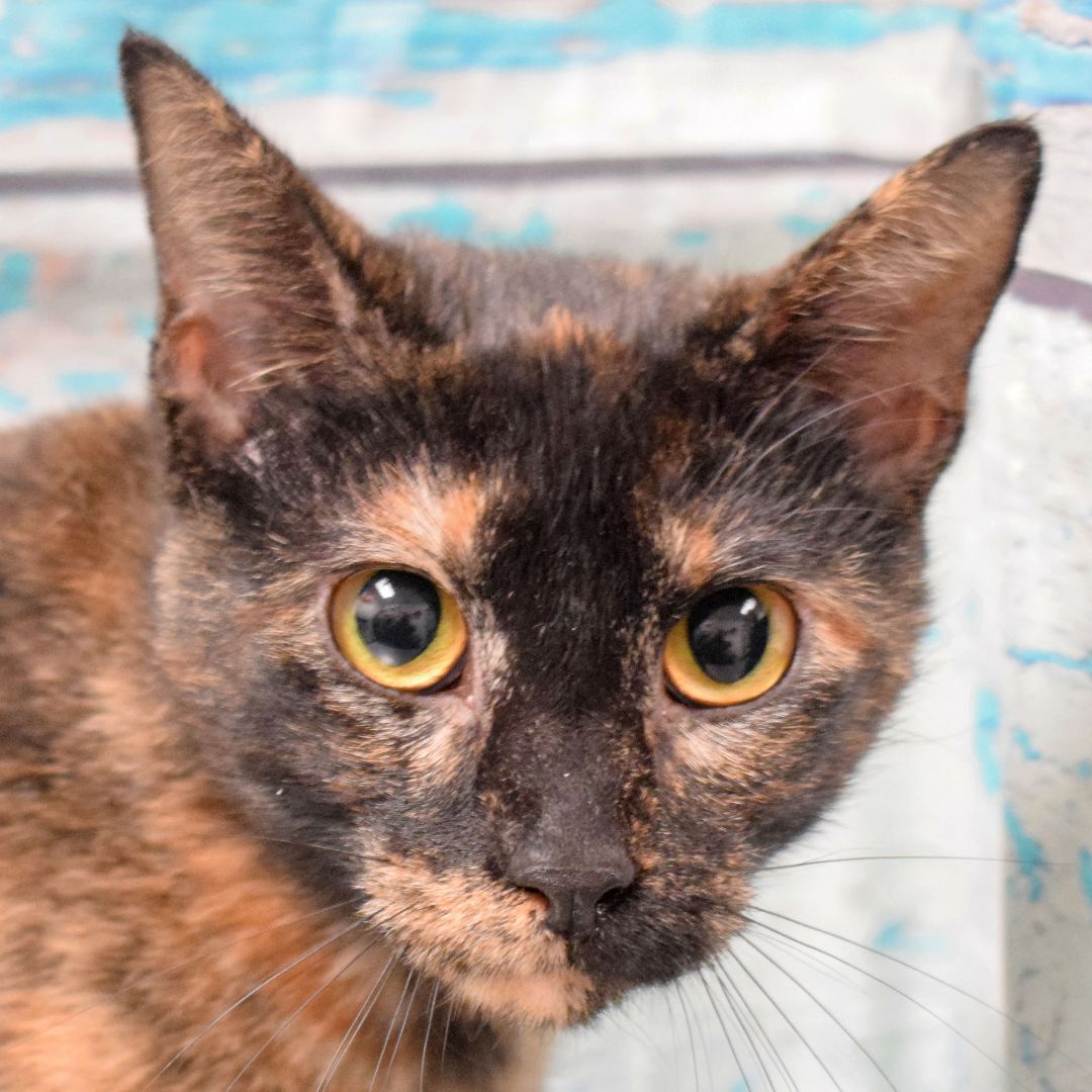 Ellie Mae, an adoptable Tortoiseshell, Domestic Short Hair in Huntley, IL, 60142 | Photo Image 1