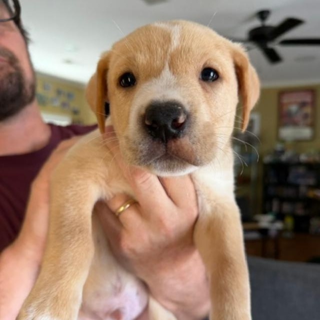Enlarge Odysseus Greek, a Adoptable mixed breed in Woburn, MA image 1/4