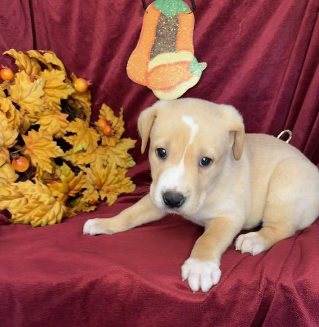 Enlarge Odysseus Greek, a Adoptable mixed breed in Woburn, MA image 4/4