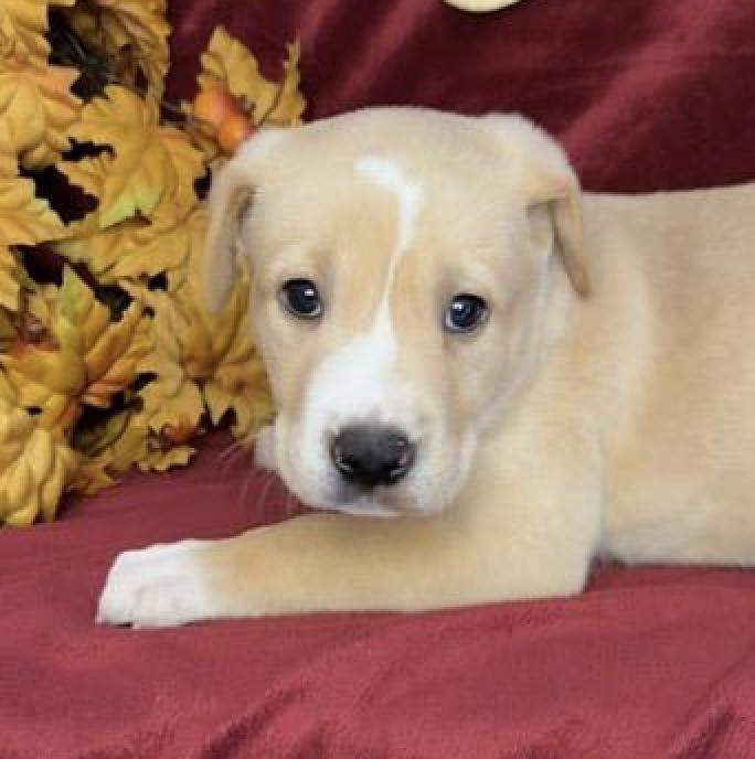 Enlarge Odysseus Greek, a Adoptable mixed breed in Woburn, MA image 2/4
