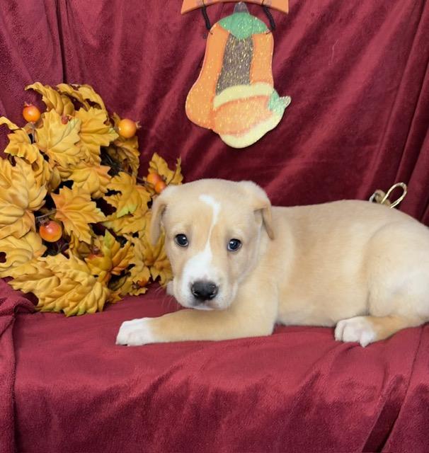 Enlarge Odysseus Greek, a Adoptable mixed breed in Woburn, MA image 3/4