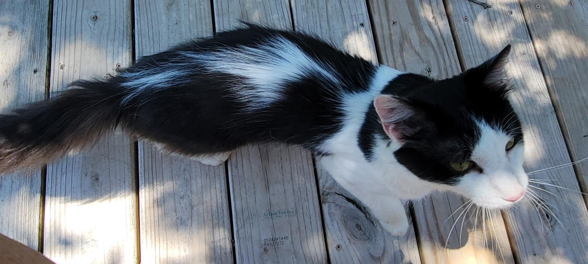 Enlarge 'JOEY', a ADOPTABLE mixed breed in North East, MD image 2/4