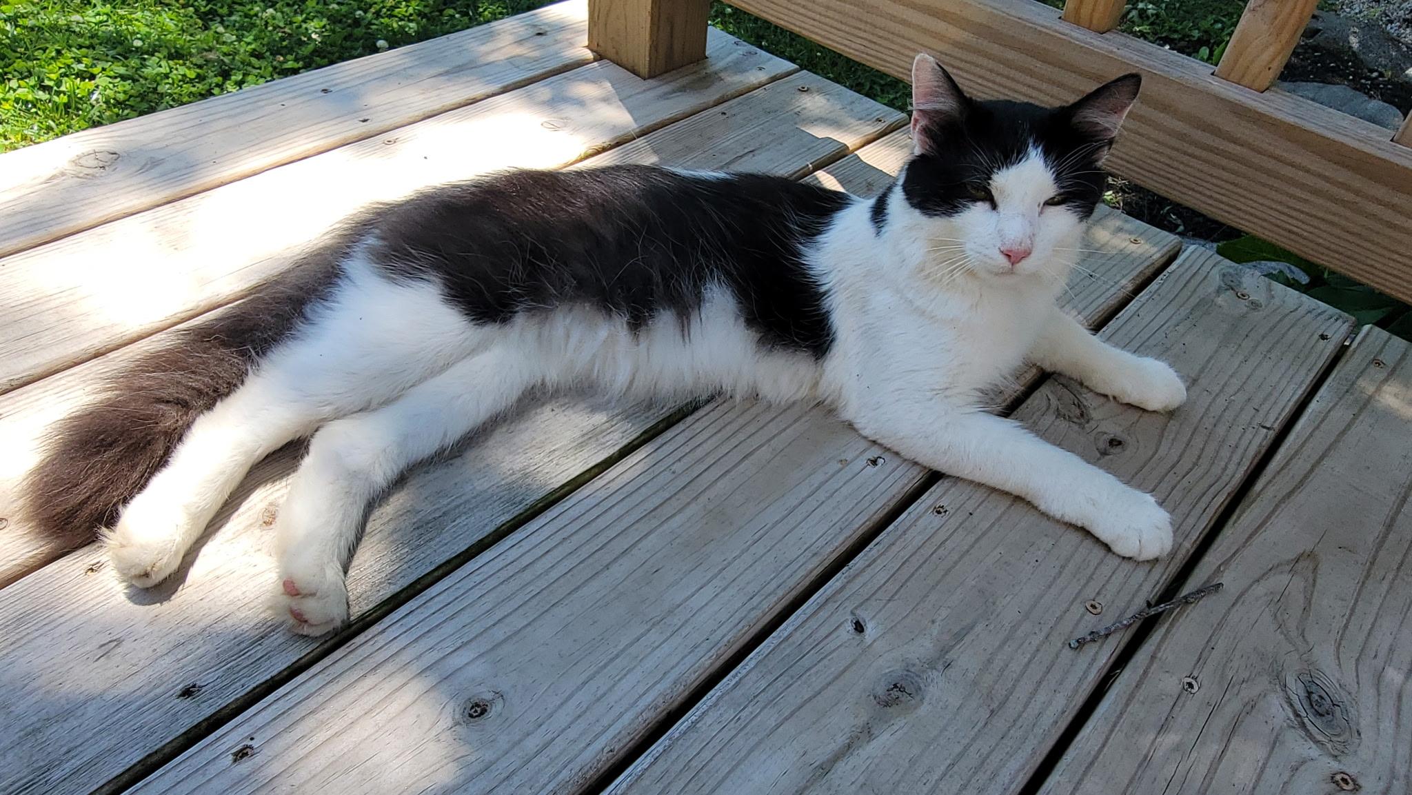 'JOEY', ADOPTABLE, Adult Male Domestic Medium Hair & Turkish Angora.