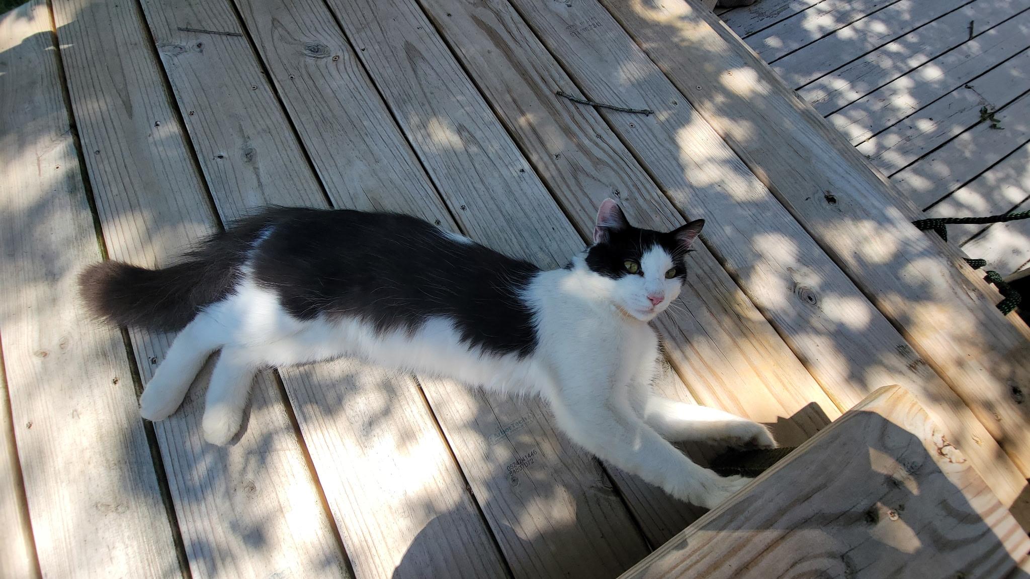 Enlarge 'JOEY', a ADOPTABLE mixed breed in North East, MD image 4/4