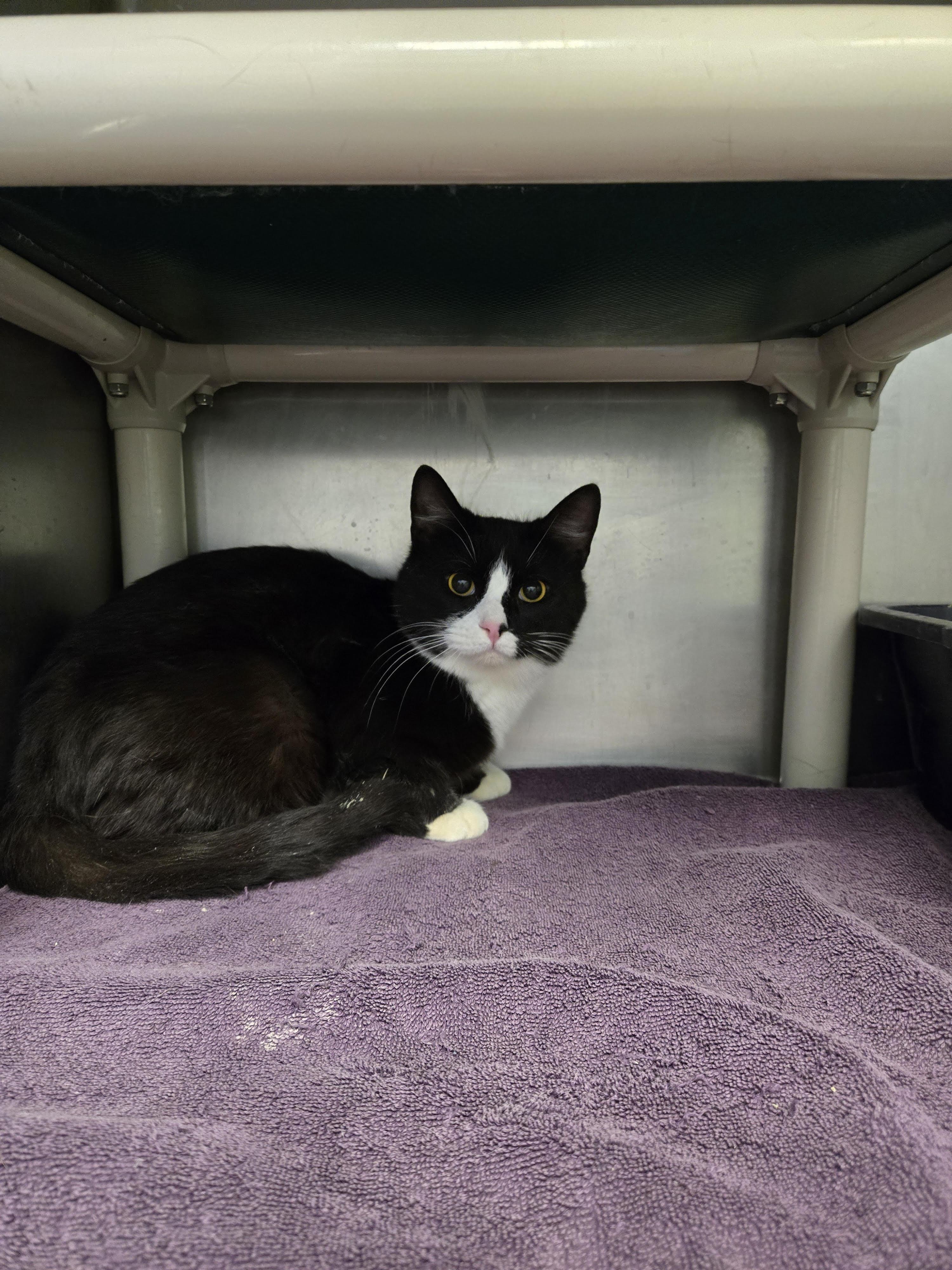 Oscar, ADOPTABLE, Adult Male Domestic Short Hair.