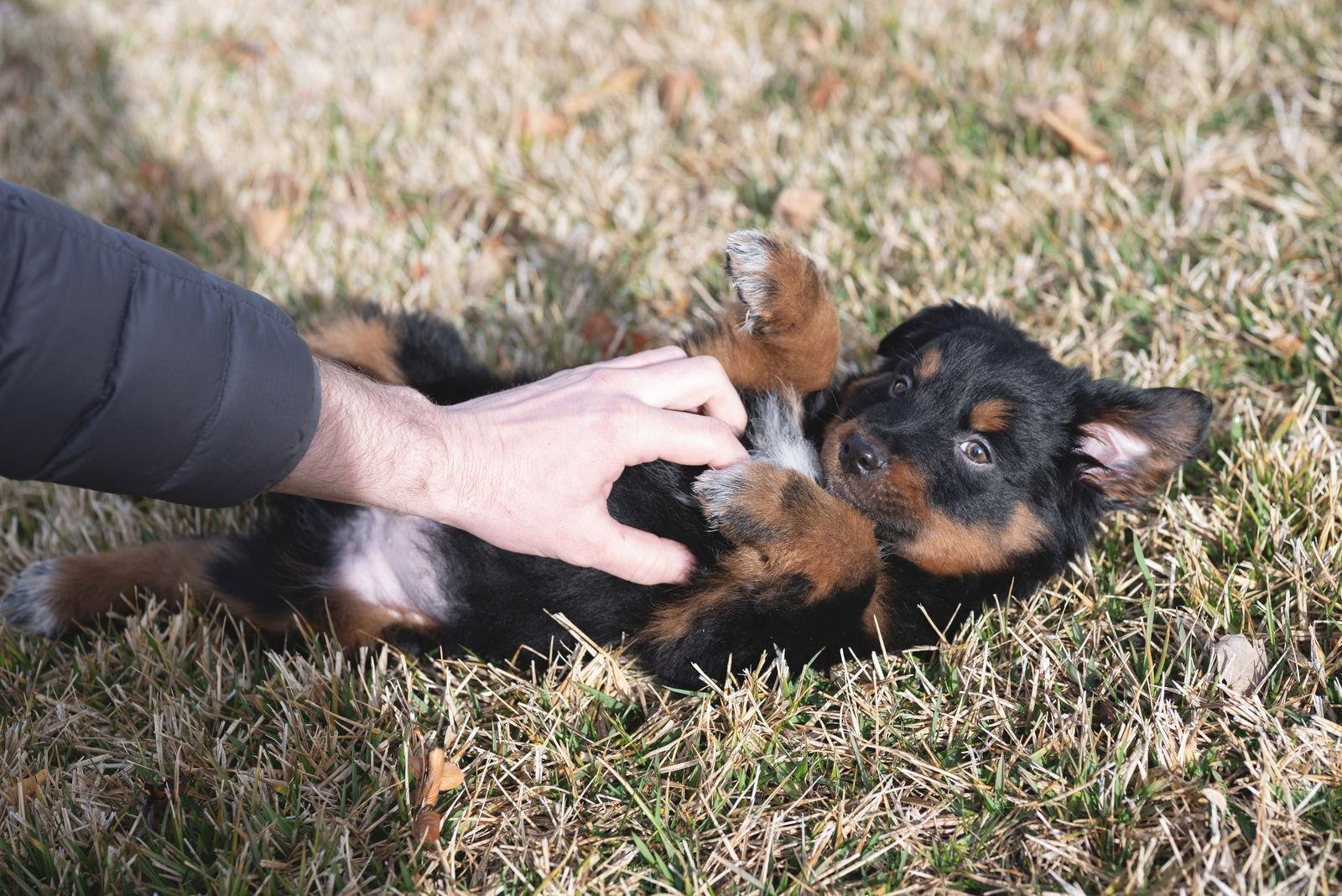 Tempura — thumbnail 2