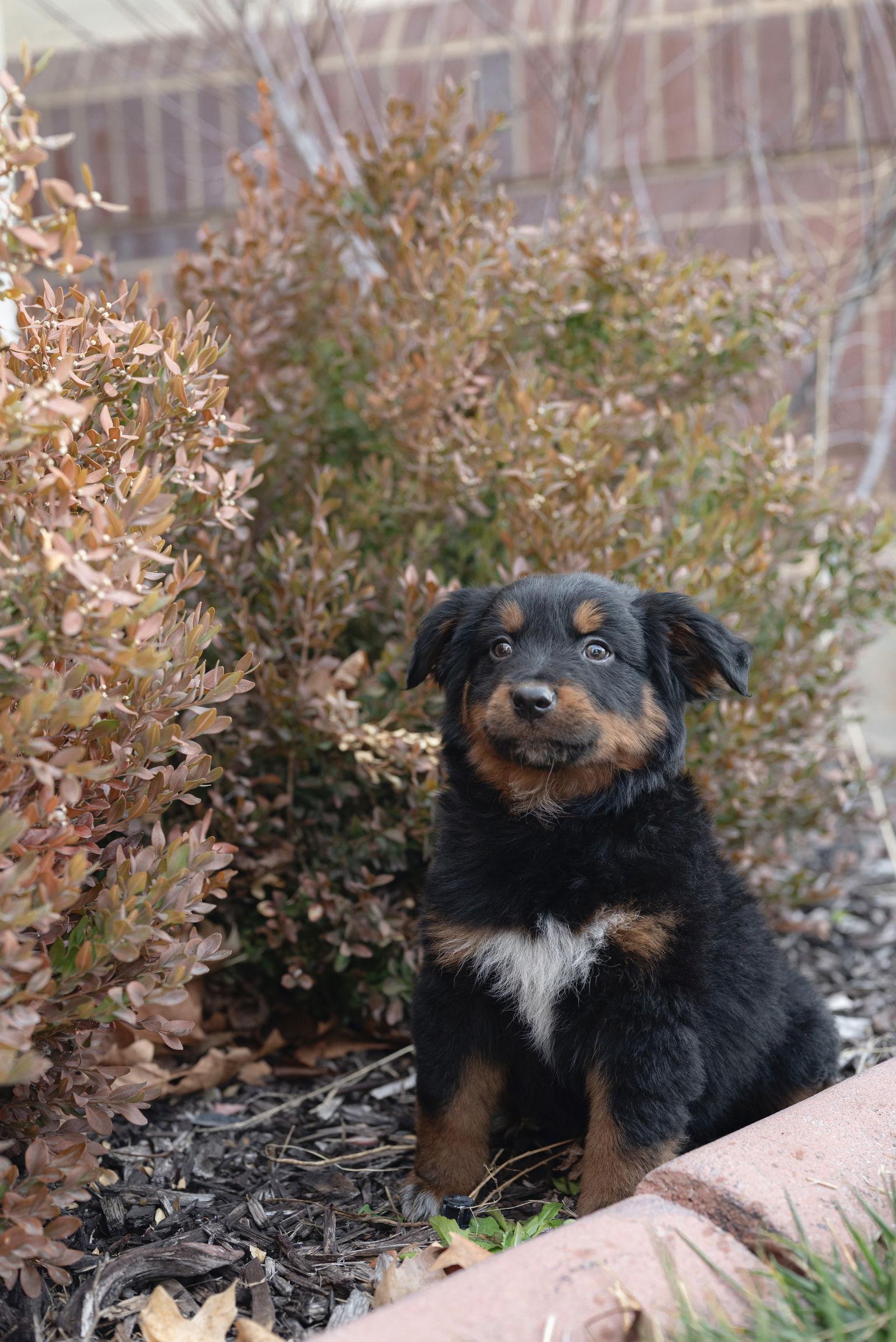 Tempura — thumbnail 3