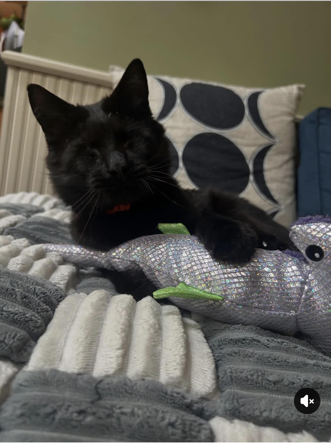 Roomba, ADOPTABLE, Young Male Domestic Short Hair.