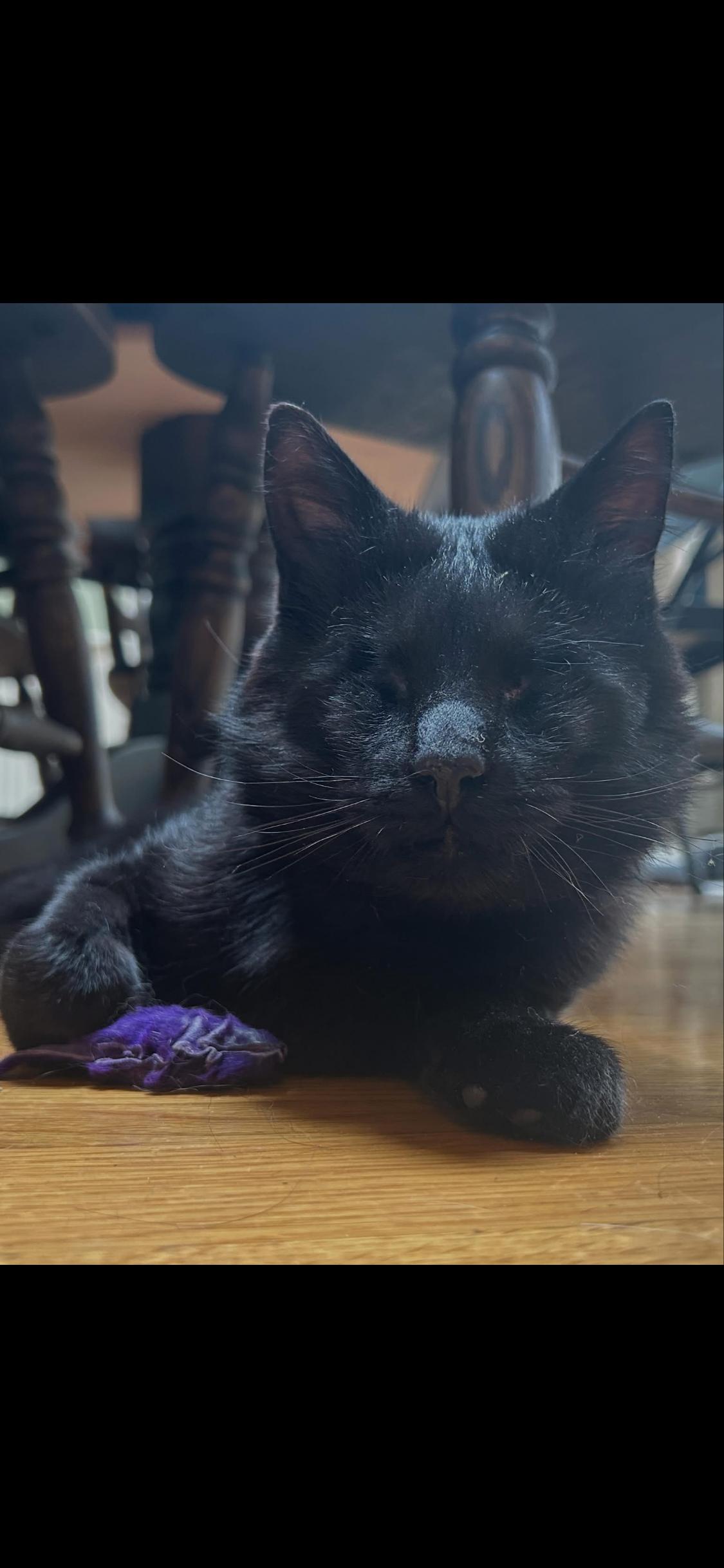 Enlarge Roomba, a ADOPTABLE Domestic Short Hair in Salem, MA image 2/2