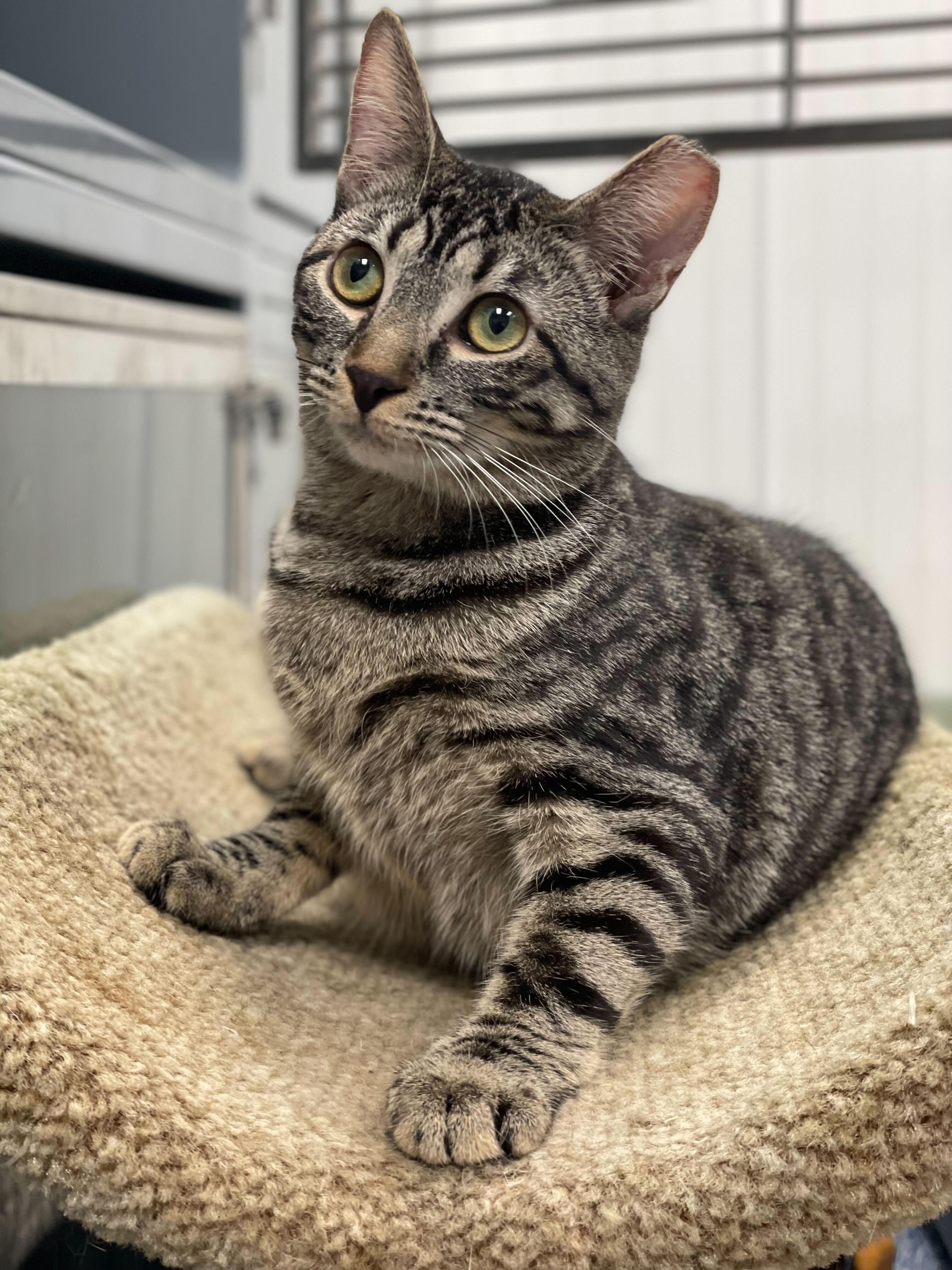 Enlarge Wizard, a Adopted Domestic Short Hair in Queenstown, MD image 2/4