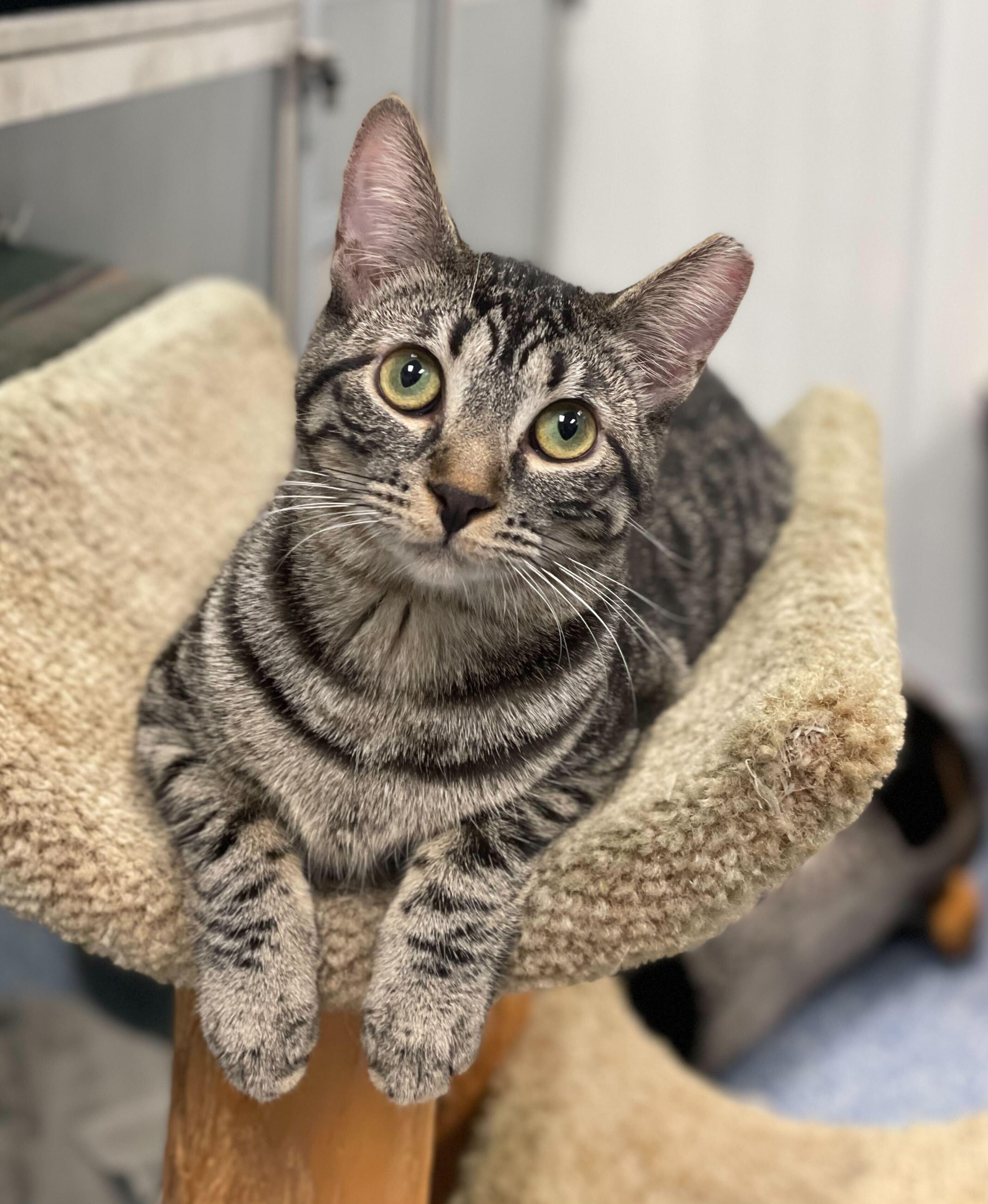 Wizard, Adopted, Young Female Domestic Short Hair.