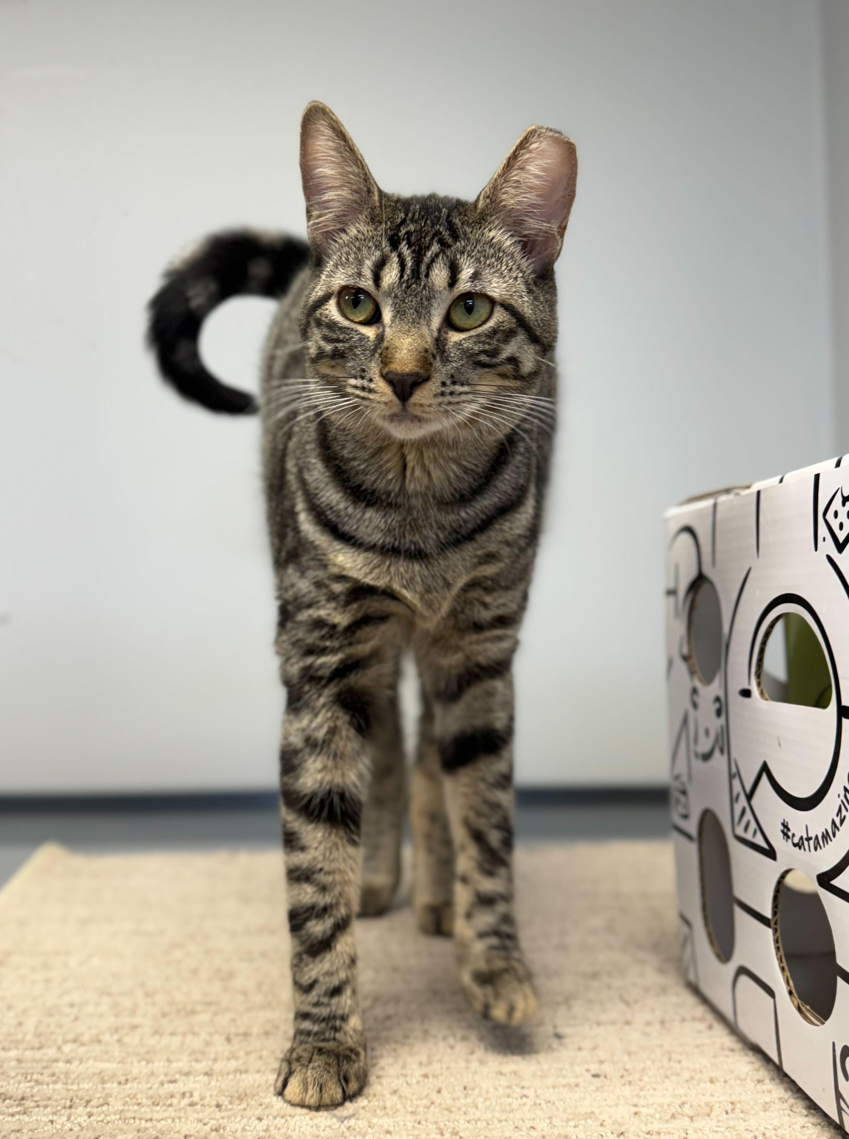 Enlarge Wizard, a Adopted Domestic Short Hair in Queenstown, MD image 3/4