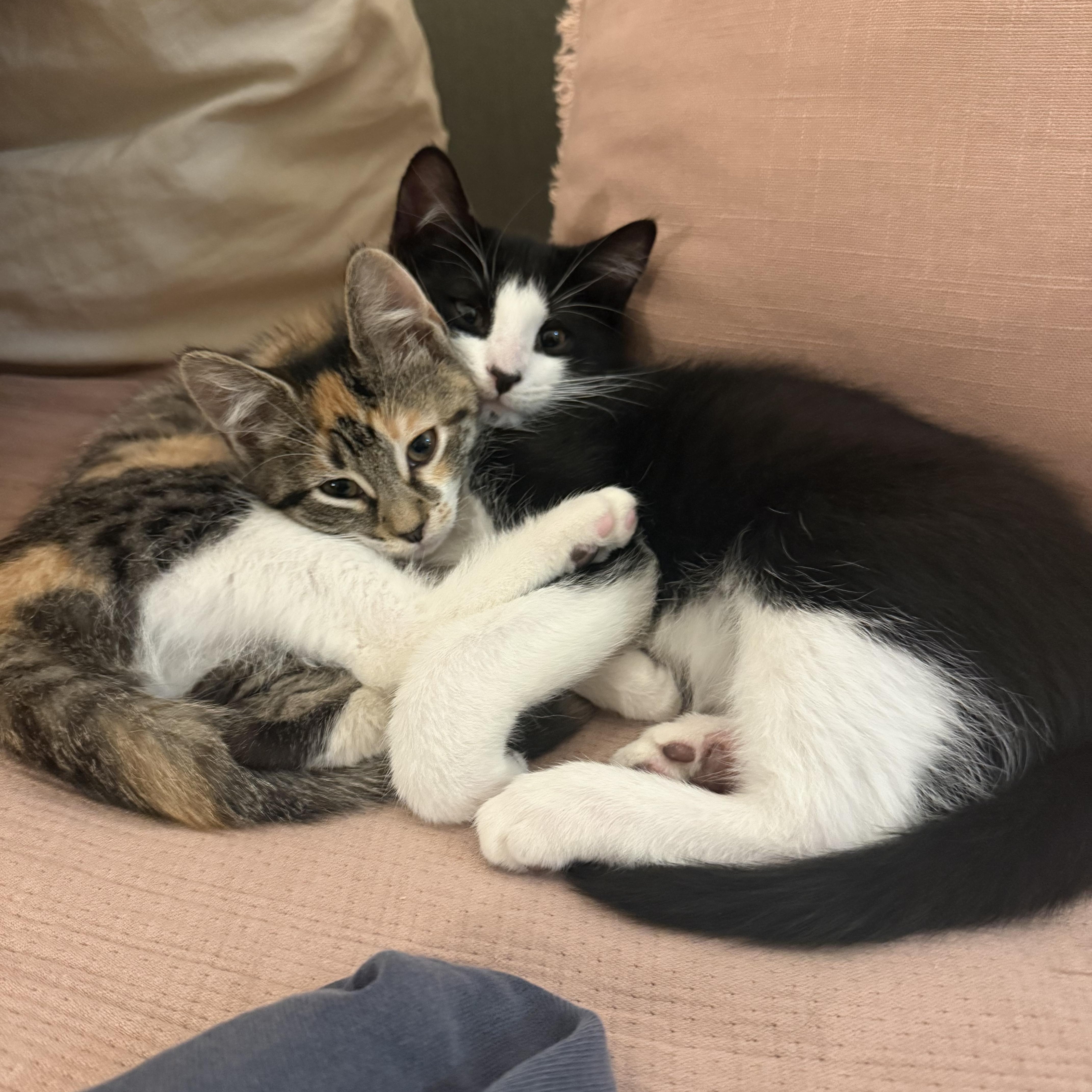 Enlarge Needleina and Bastey, a ADOPTABLE Domestic Short Hair in Brooklyn, NY image 2/6