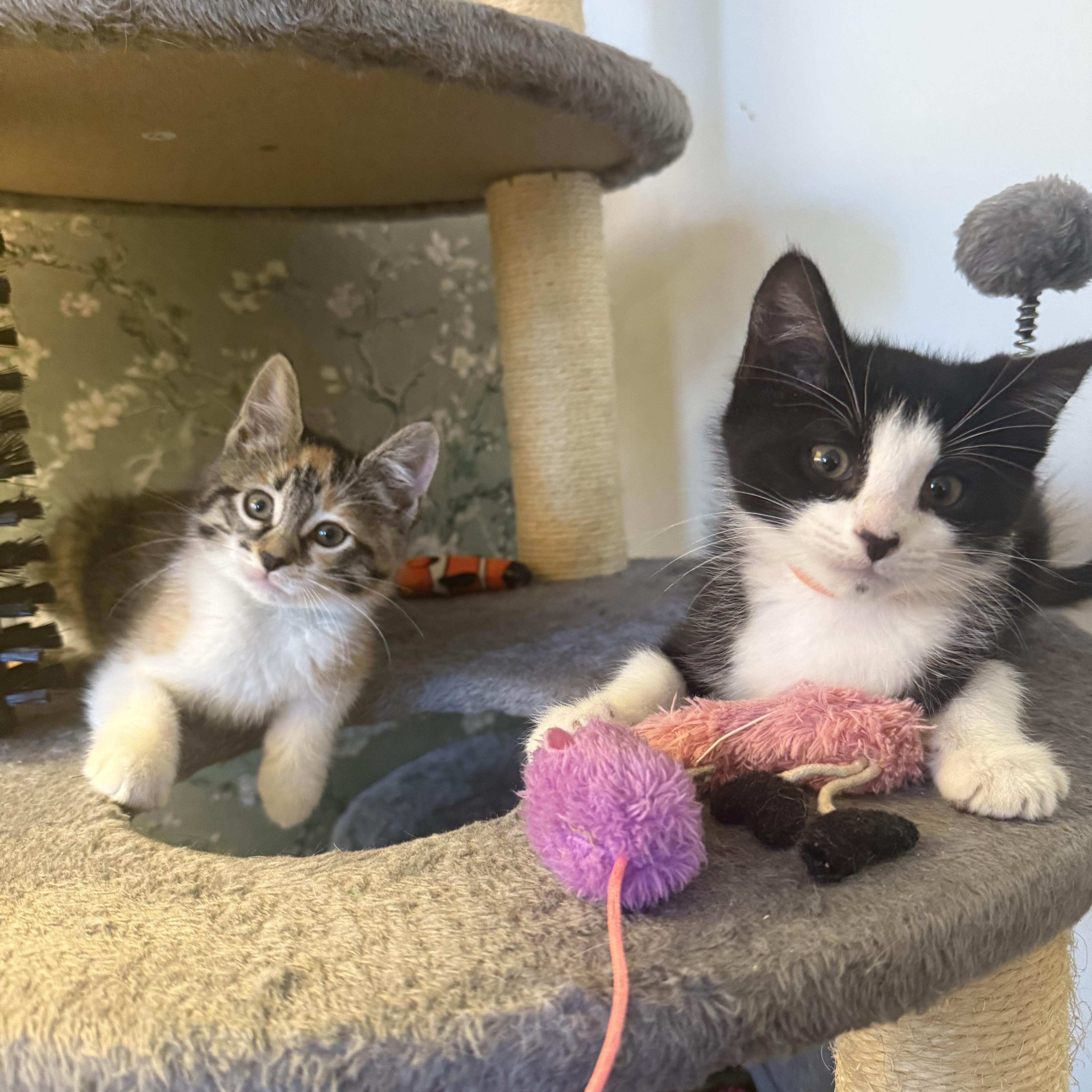 Enlarge Needleina and Bastey, a ADOPTABLE Domestic Short Hair in Brooklyn, NY image 1/6
