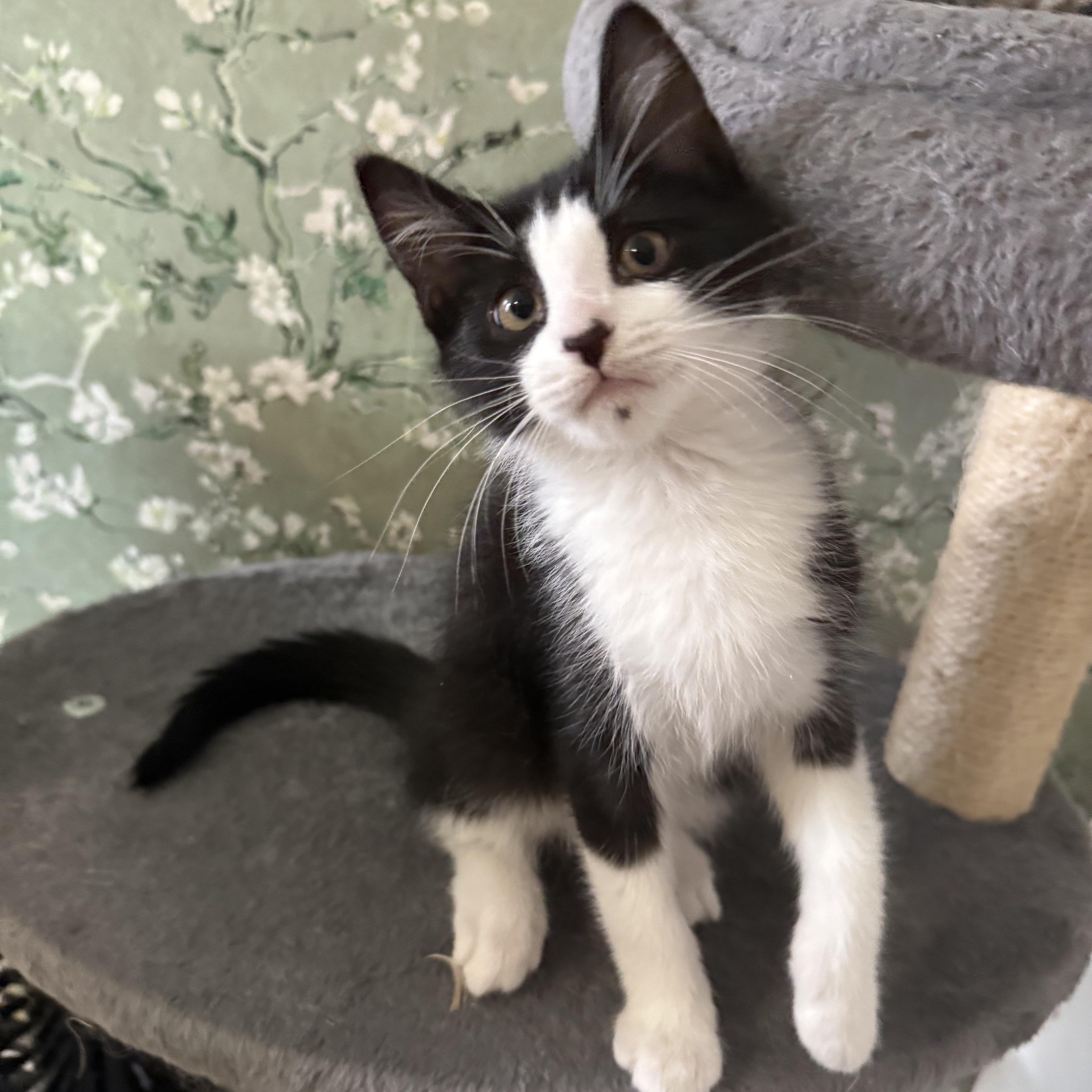 Enlarge Needleina and Bastey, a ADOPTABLE Domestic Short Hair in Brooklyn, NY image 4/6