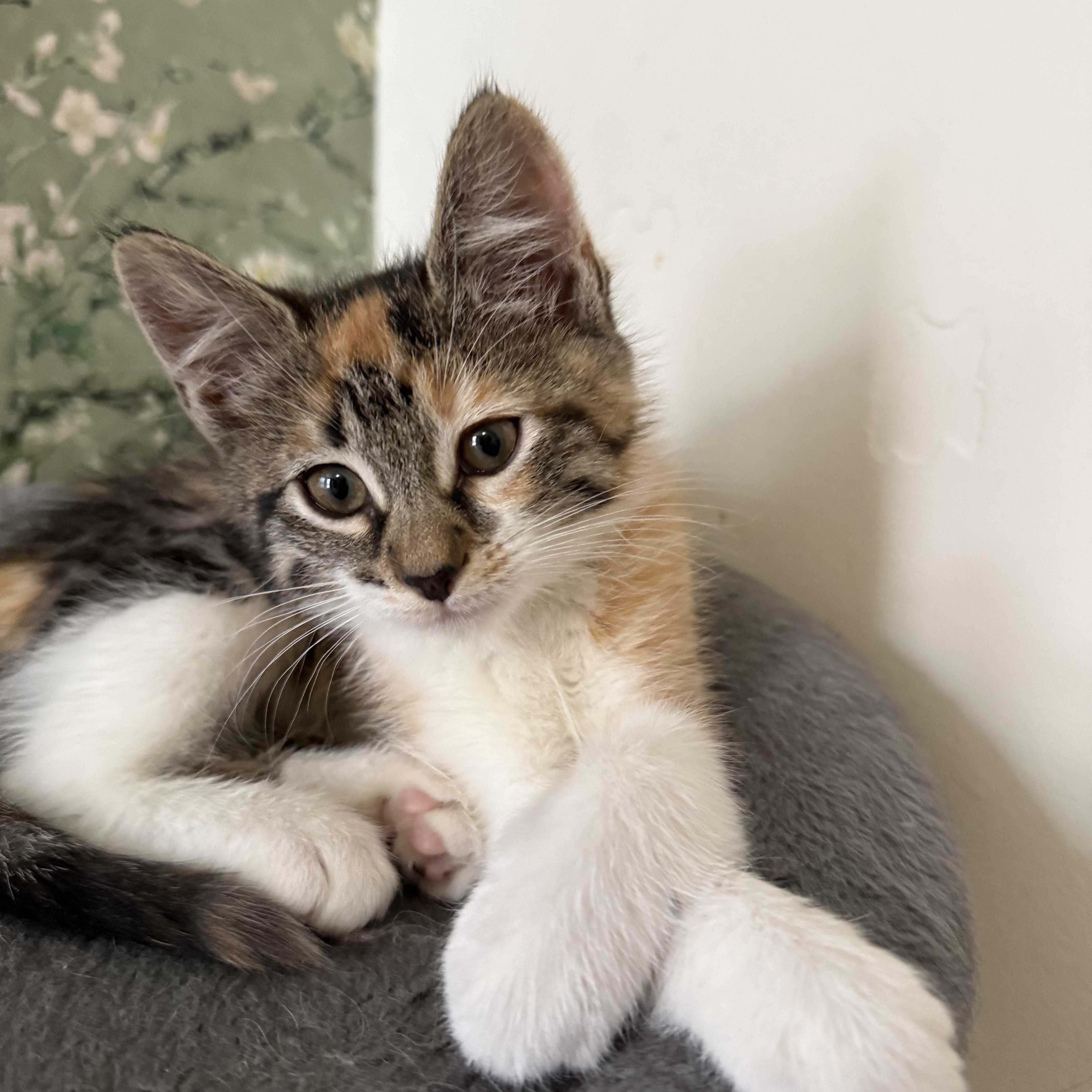 Enlarge Needleina and Bastey, a ADOPTABLE Domestic Short Hair in Brooklyn, NY image 3/6