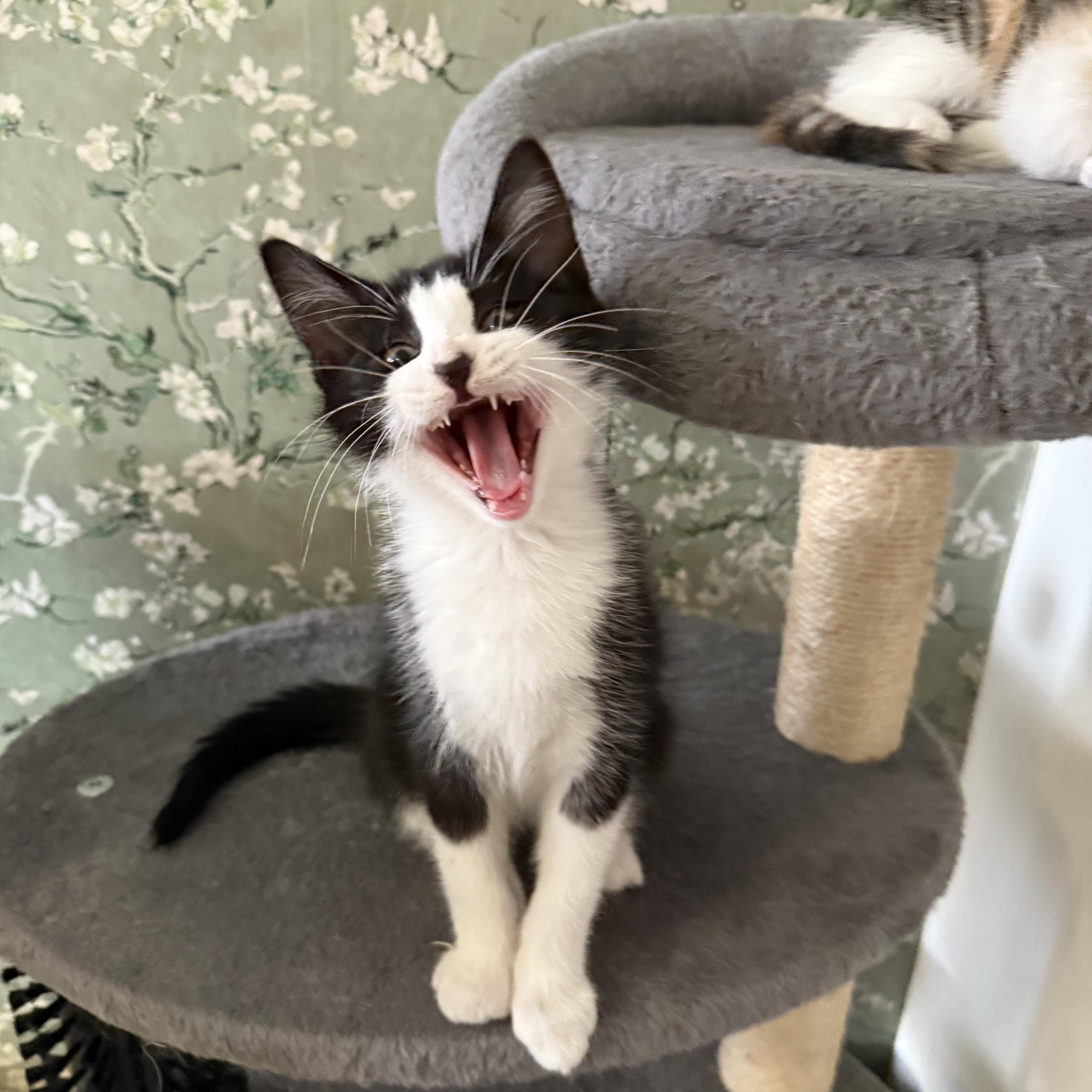 Enlarge Needleina and Bastey, a ADOPTABLE Domestic Short Hair in Brooklyn, NY image 6/6