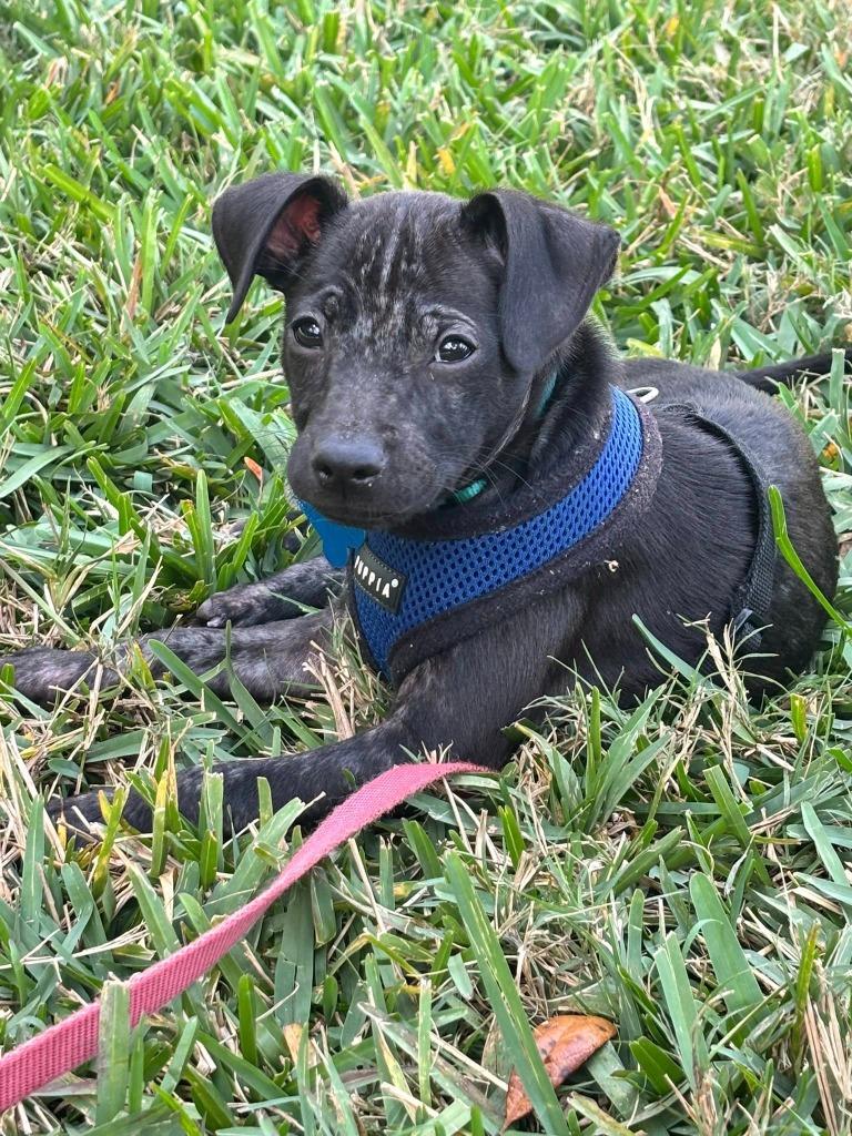 Sabrina, Adoptable, Puppy Female Chihuahua & Mixed Breed.