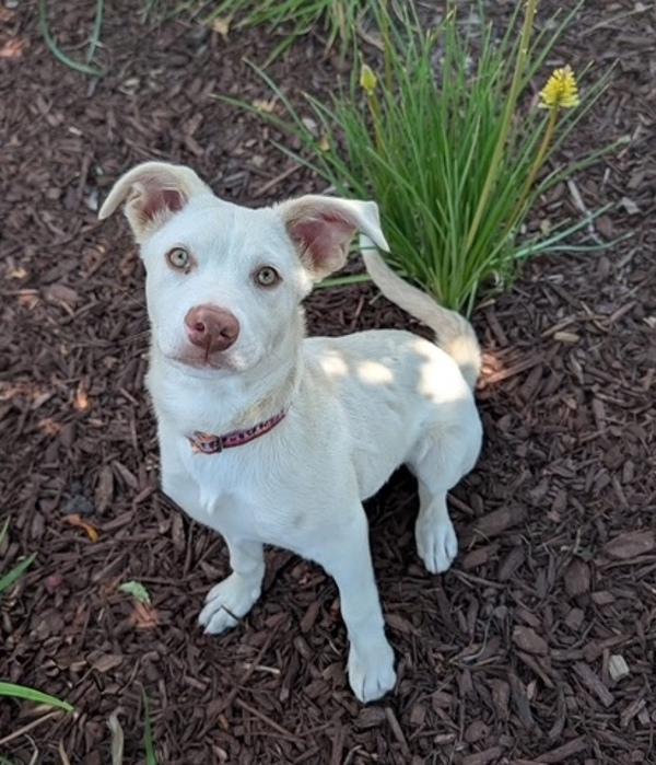 Enlarge Eggplant, a Adoptable mixed breed in Littleton, CO image 1/1