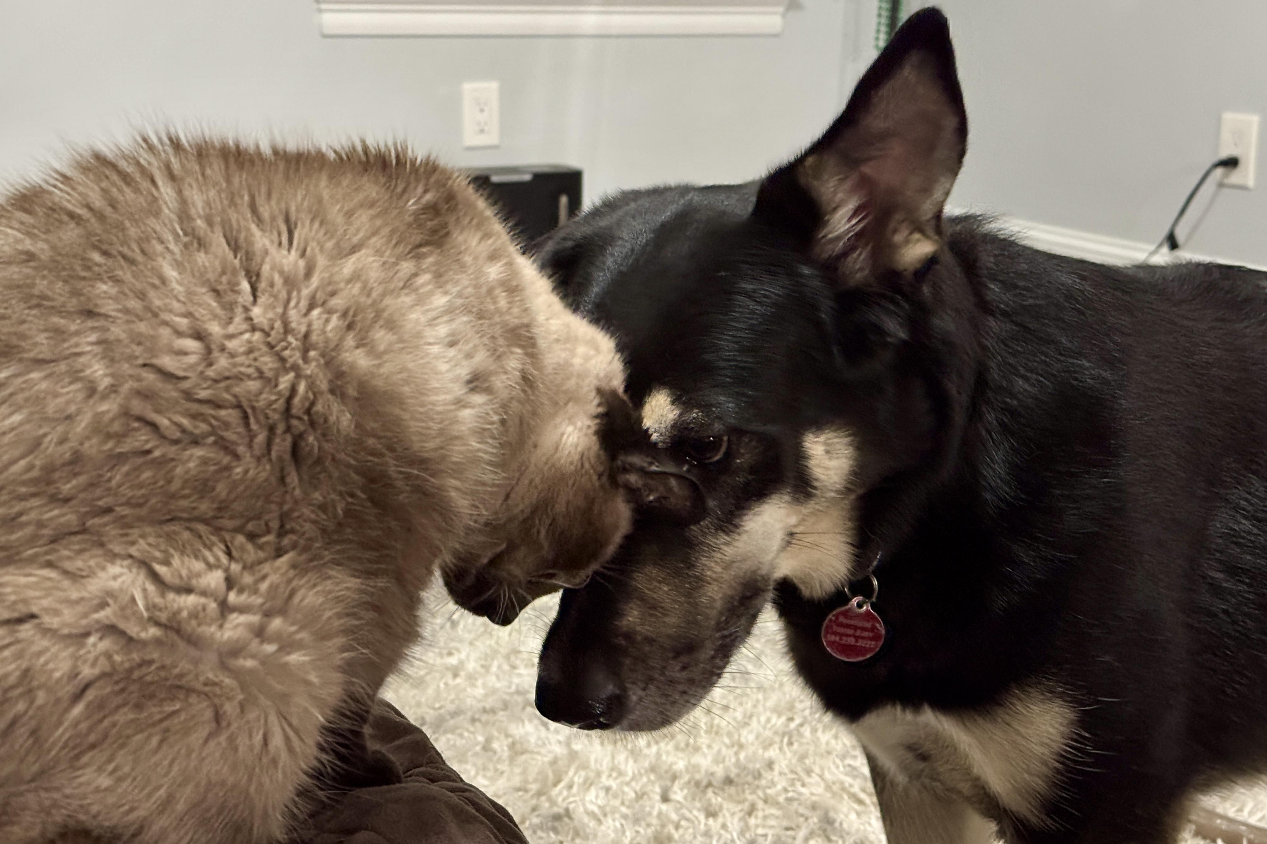 Juniper, an adoptable German Shepherd Dog in Waggaman, LA, 70094 | Photo Image 3