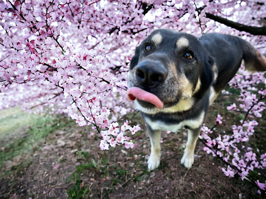 Juniper, an adoptable German Shepherd Dog in Waggaman, LA, 70094 | Photo Image 4