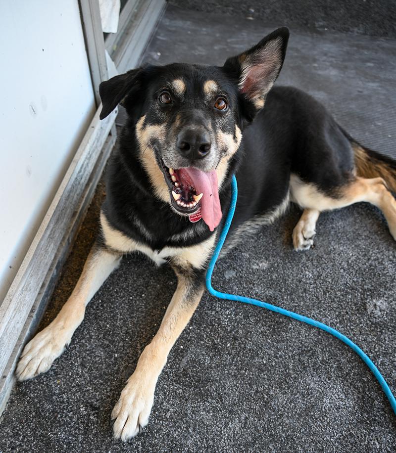 Juniper, an adoptable German Shepherd Dog in Waggaman, LA, 70094 | Photo Image 6