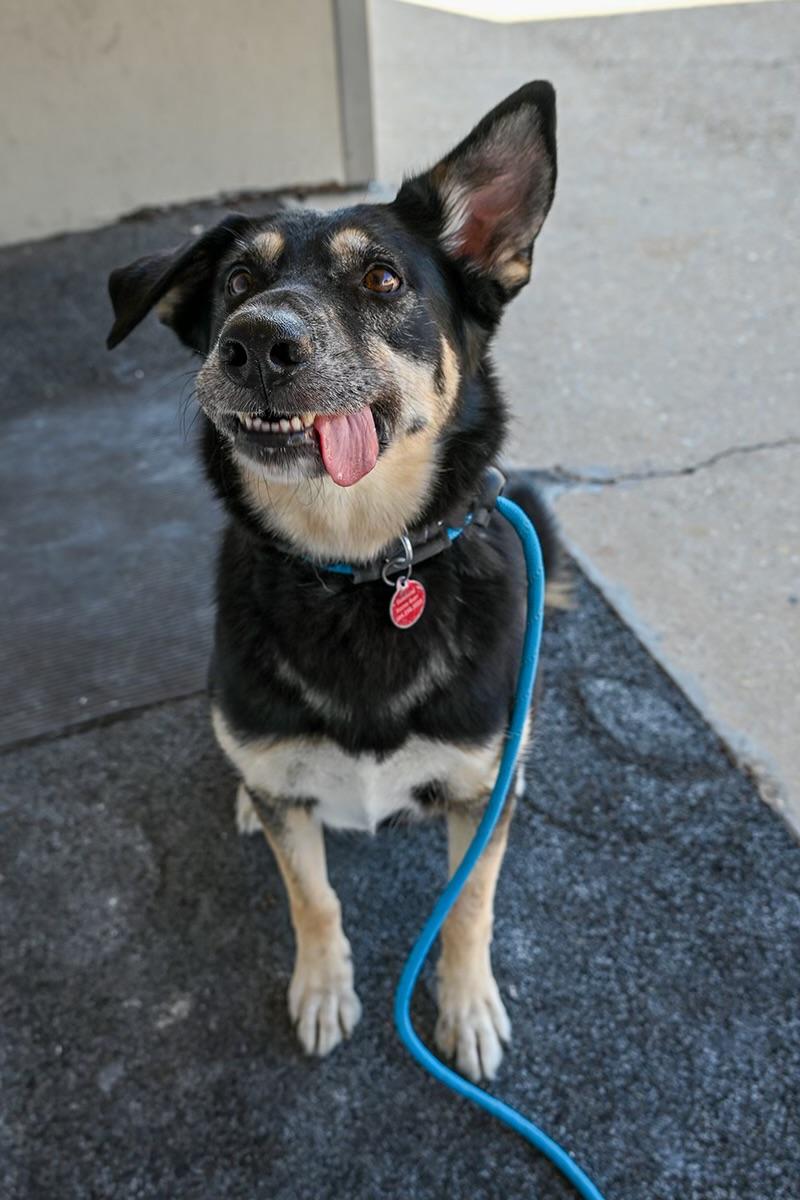 Juniper, an adoptable German Shepherd Dog in Waggaman, LA, 70094 | Photo Image 1