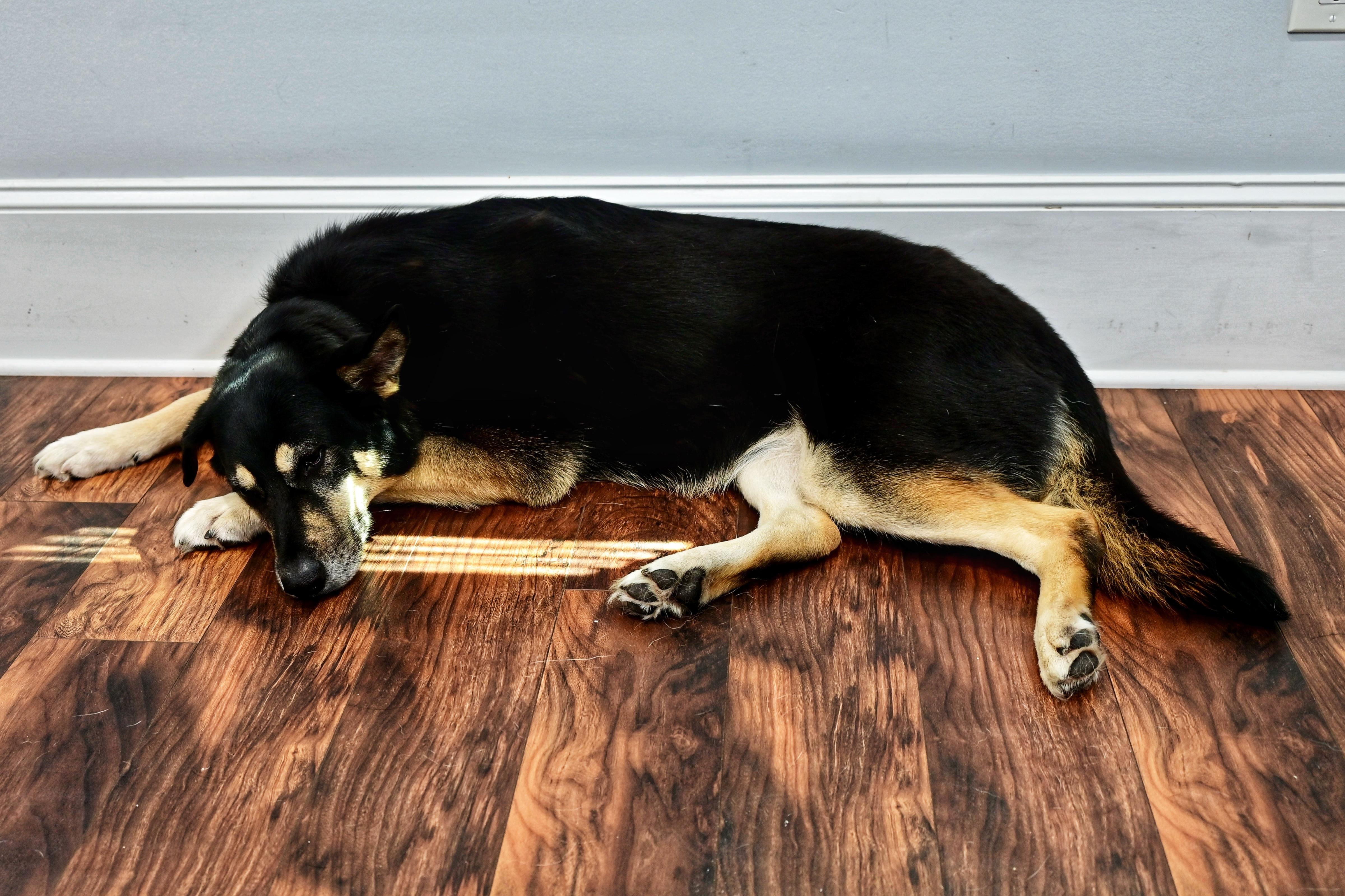 Juniper, an adoptable German Shepherd Dog in Waggaman, LA, 70094 | Photo Image 2