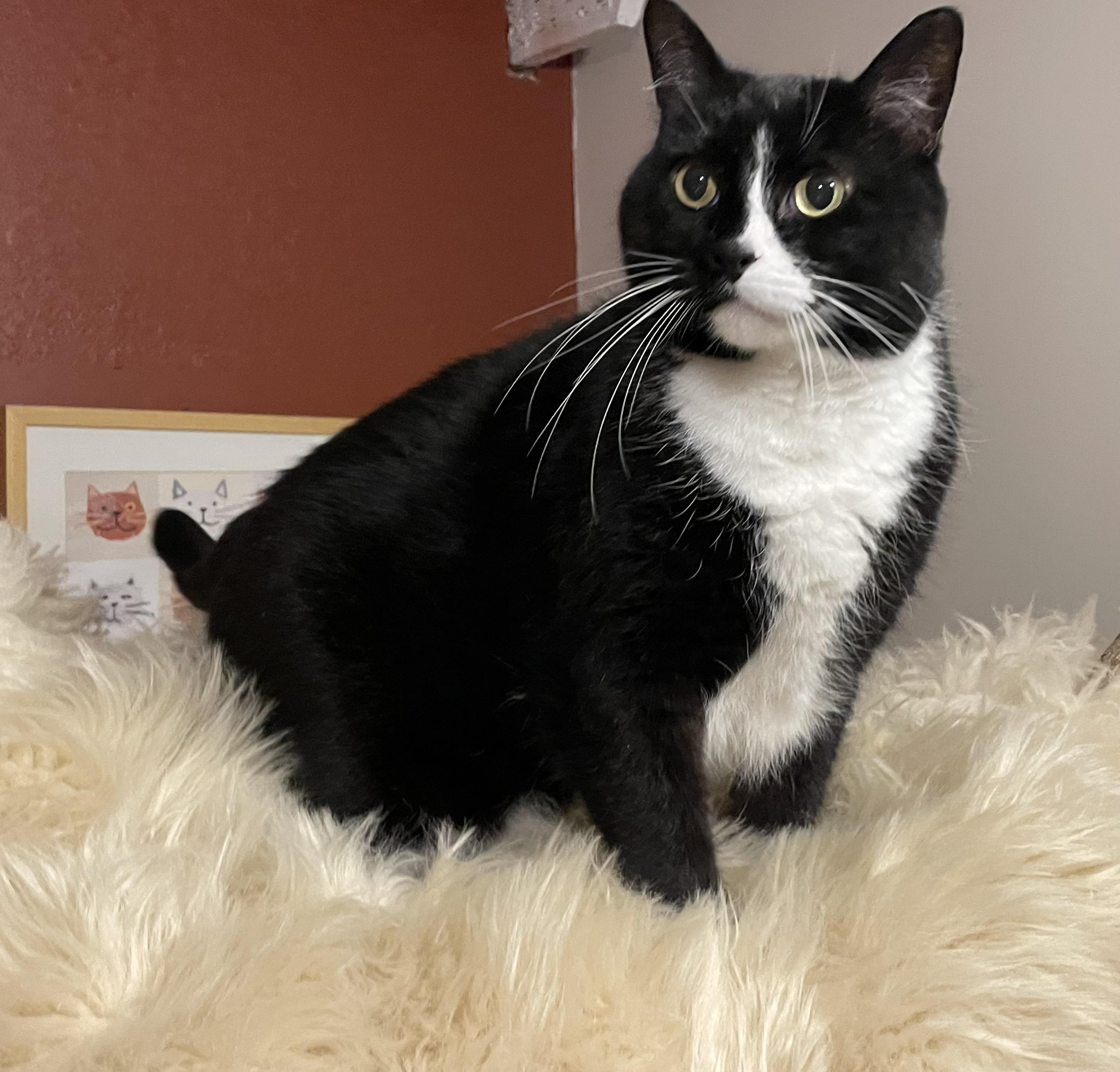 Andre, Adult Male Tuxedo