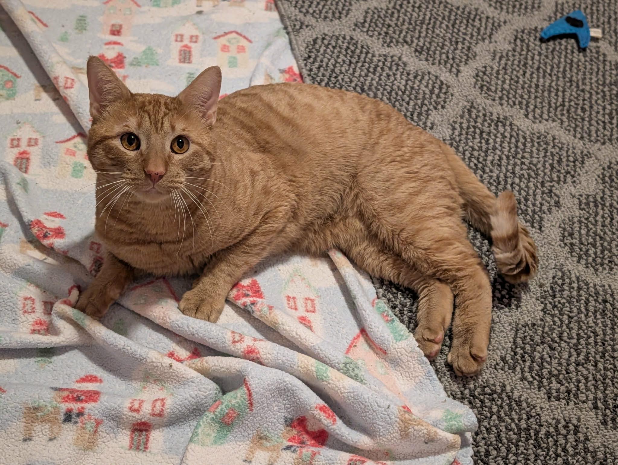 Enlarge Bobby, an adopted Domestic Short Hair in Roslindale, MA image 4/4