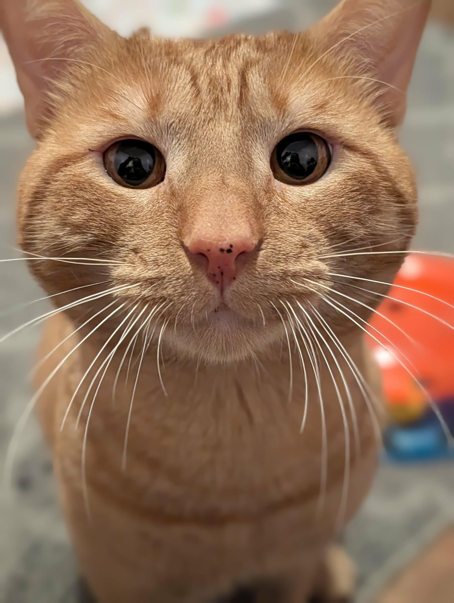 Enlarge Bobby, an adopted Domestic Short Hair in Roslindale, MA image 3/4