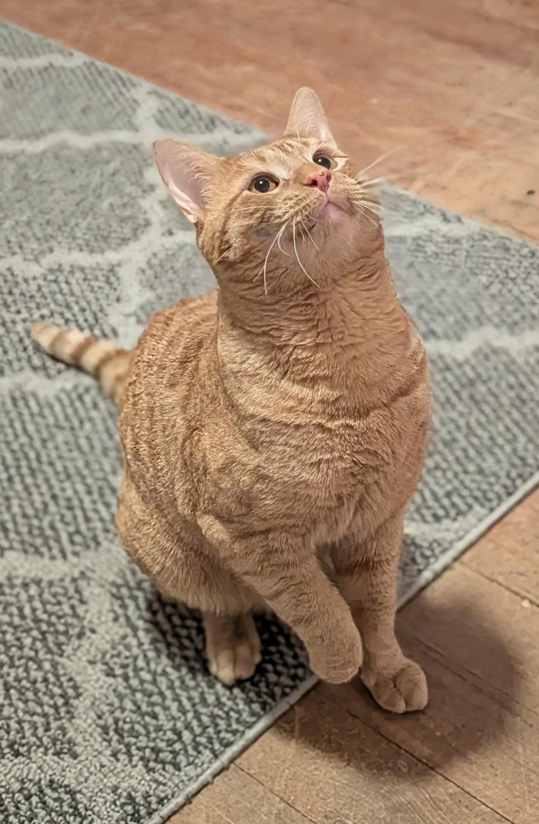 Enlarge Bobby, an adopted Domestic Short Hair in Roslindale, MA image 2/4