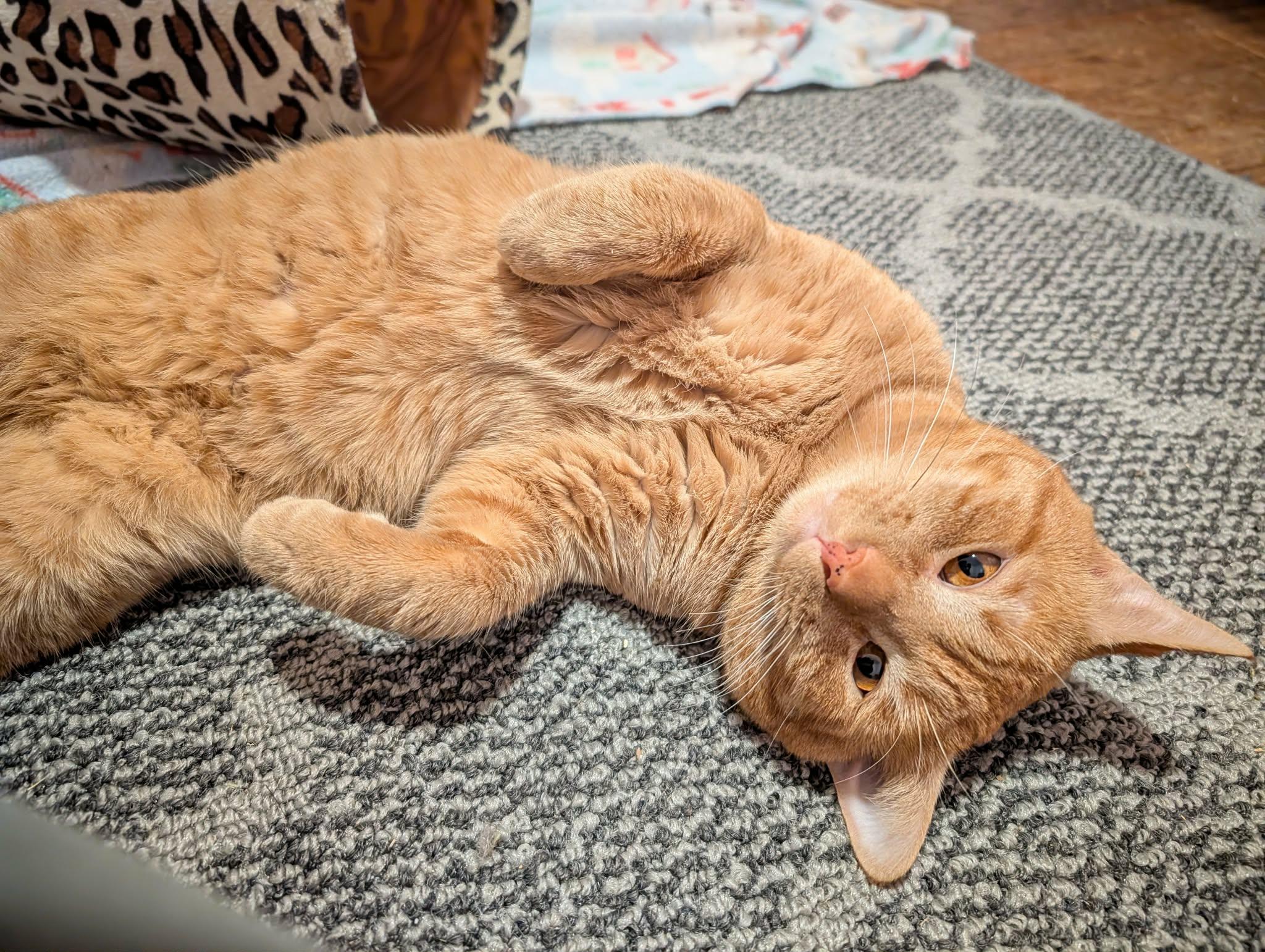 Bobby, adopted, Adult Male Domestic Short Hair.