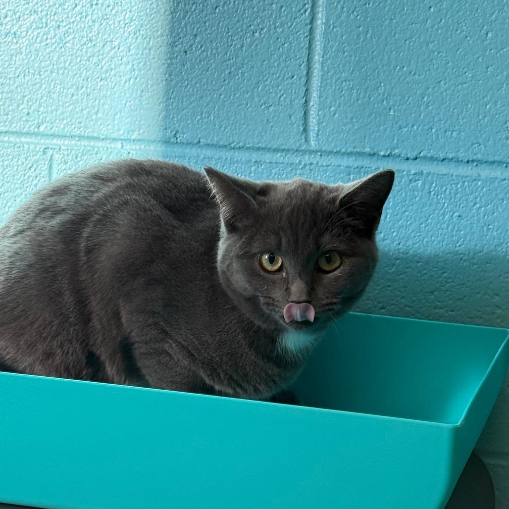 Velvet, Adoptable, Young Female Domestic Short Hair.