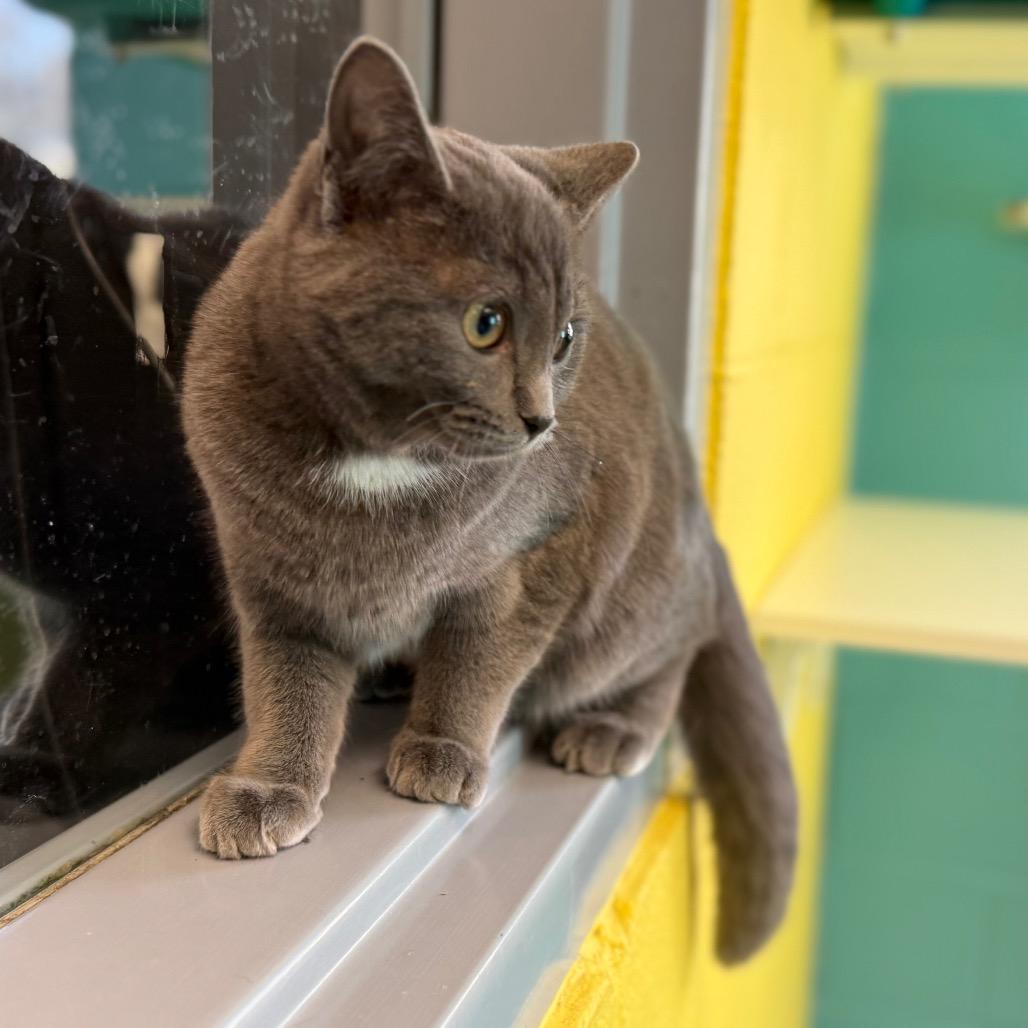 Enlarge Velvet, a Adoptable Domestic Short Hair in Roxboro, NC image 2/5