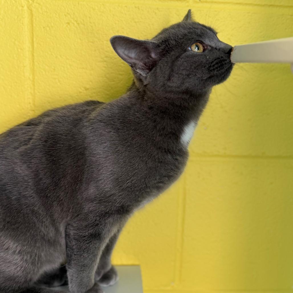 Enlarge Velvet, a Adoptable Domestic Short Hair in Roxboro, NC image 3/5