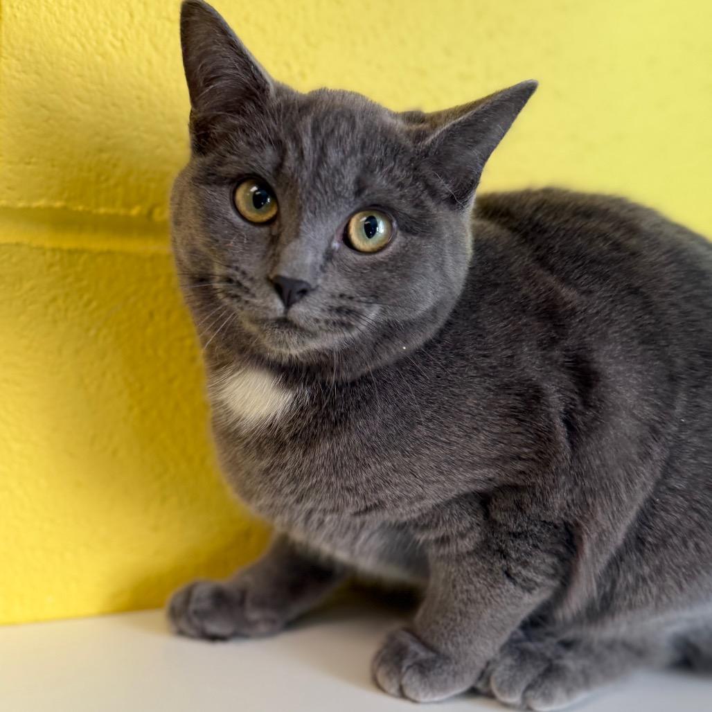 Enlarge Velvet, a Adoptable Domestic Short Hair in Roxboro, NC image 5/5