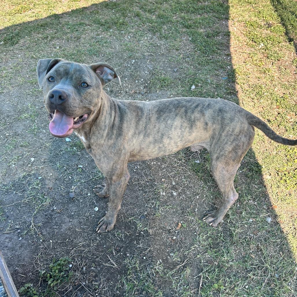 Jasper, Adoptable, Adult Male Terrier.