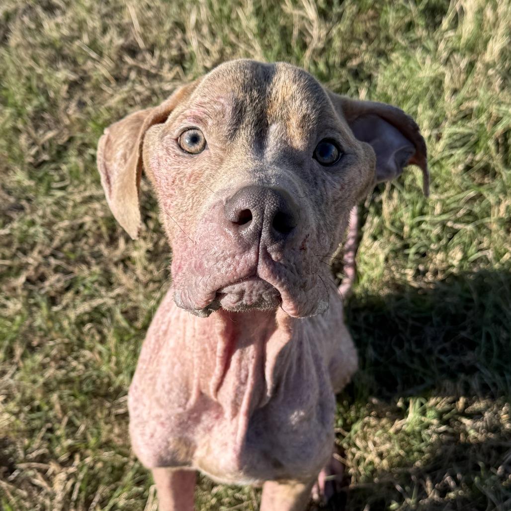 Jasper, a Adoptable Terrier in Corpus Christi, TX image 2/6