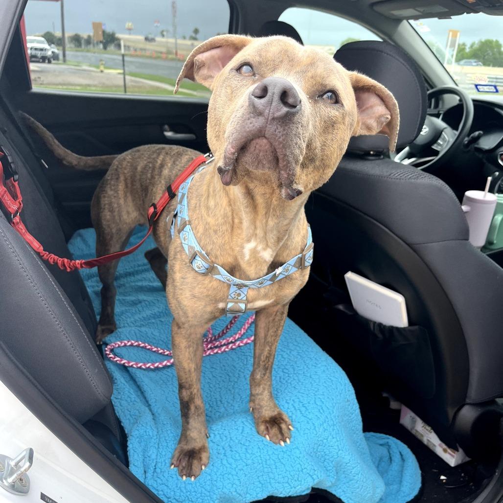 Jasper, a Adoptable Terrier in Corpus Christi, TX image 3/6