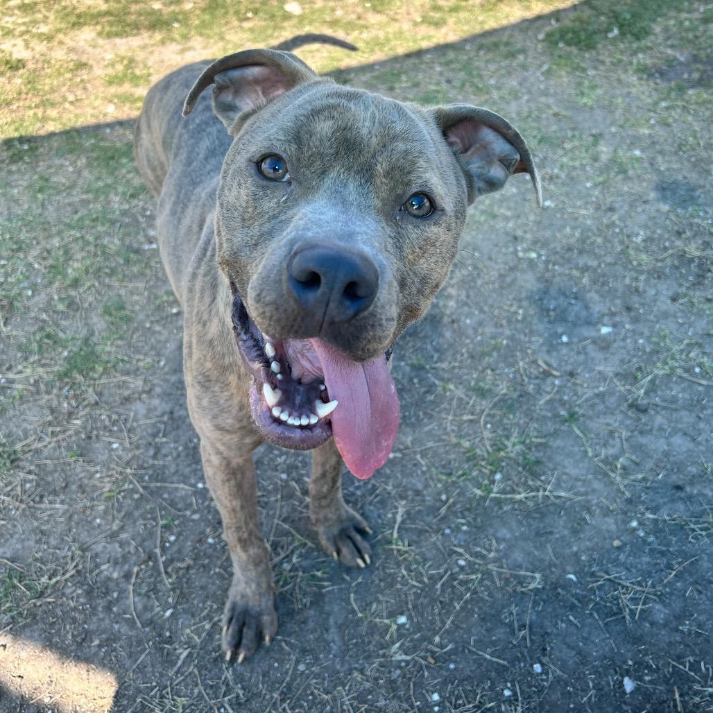 Jasper, a Adoptable Terrier in Corpus Christi, TX image 4/6