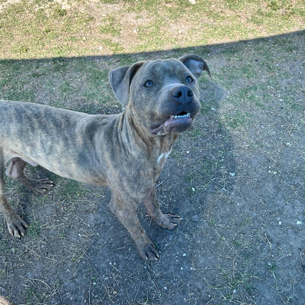 Jasper, a Adoptable Terrier in Corpus Christi, TX image 5/6