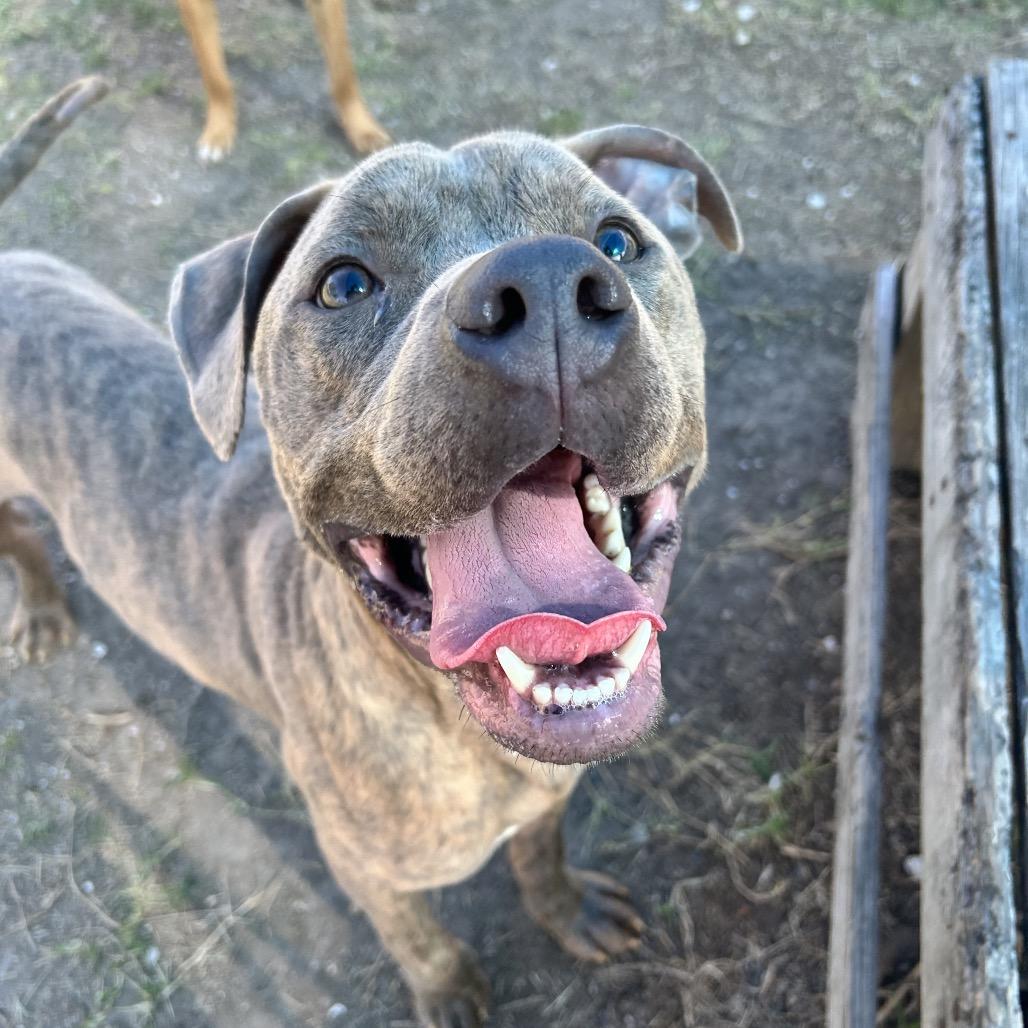 Jasper, a Adoptable Terrier in Corpus Christi, TX image 6/6