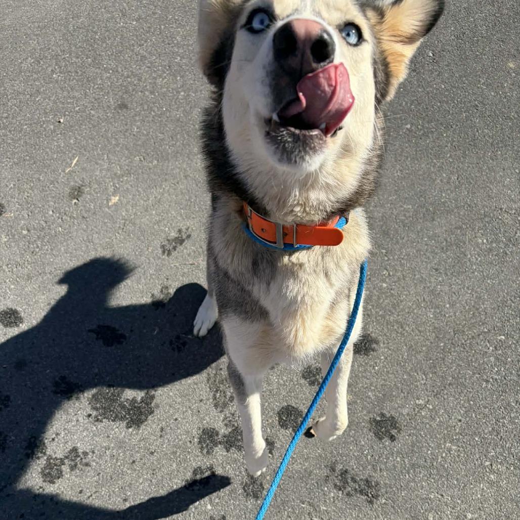 Mimosa, Adoptable, Adult Female Husky.