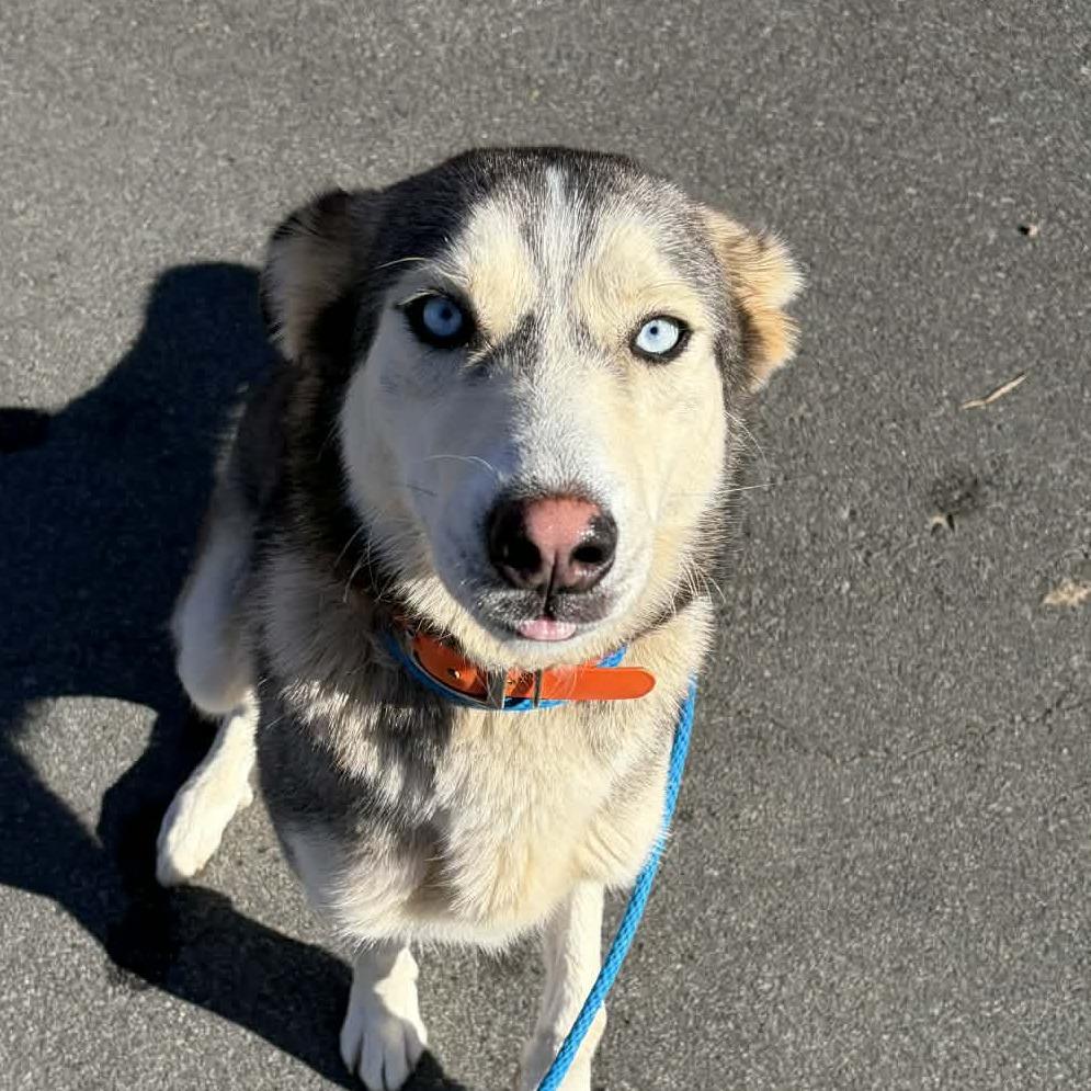 Enlarge Mimosa, a Adoptable mixed breed in Concord, NC image 2/6