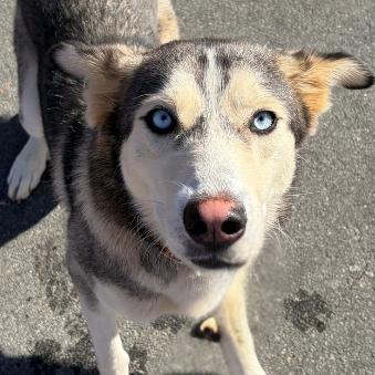Enlarge Mimosa, a Adoptable mixed breed in Concord, NC image 3/6