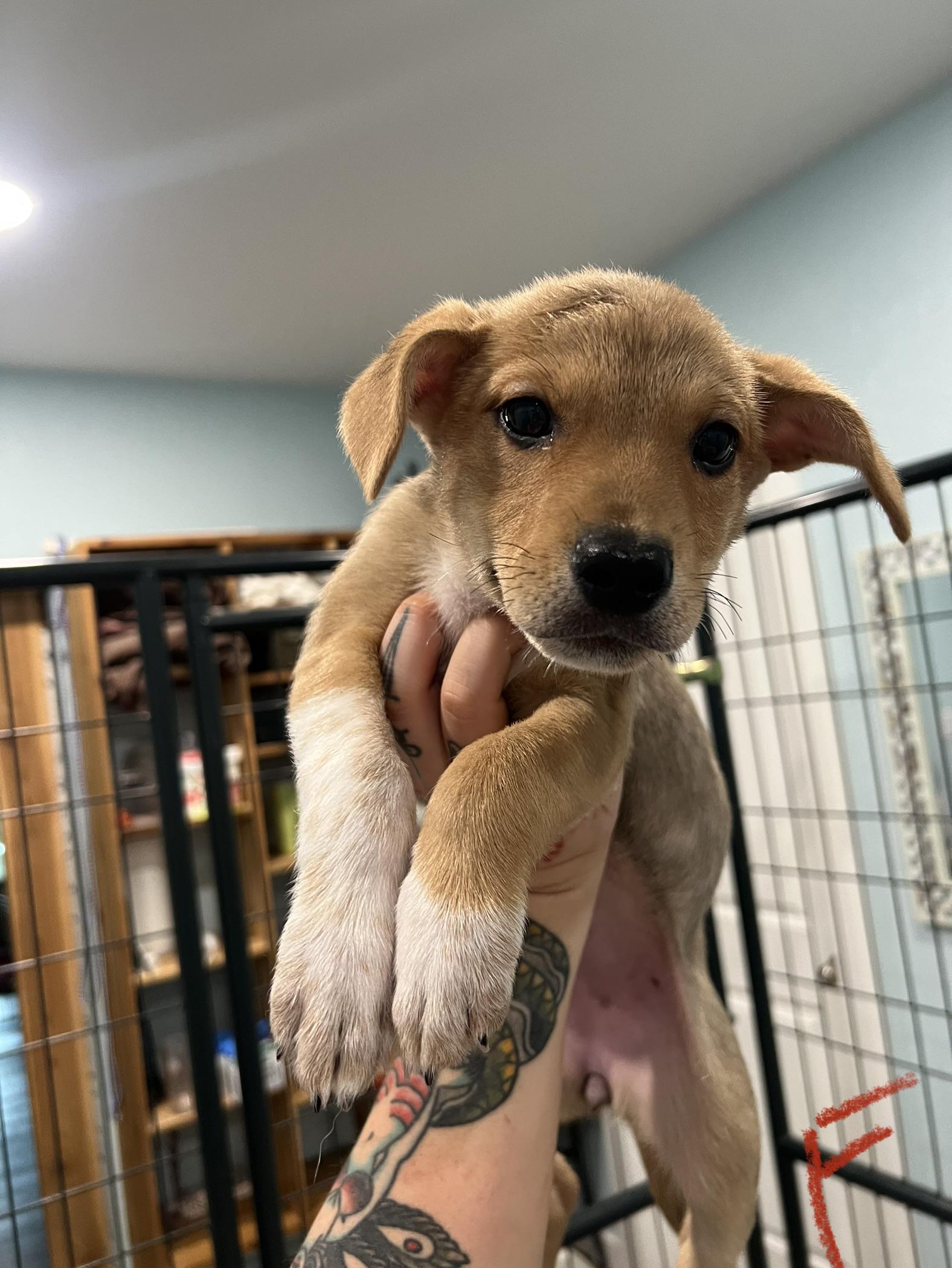 Cheddar, a ADOPTABLE mixed breed in San Antonio, TX image 1/3