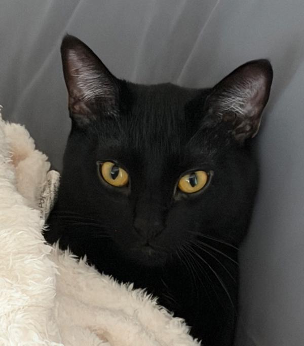 Dj Kitty Boom Boom, Adoptable, Young Male Domestic Short Hair.